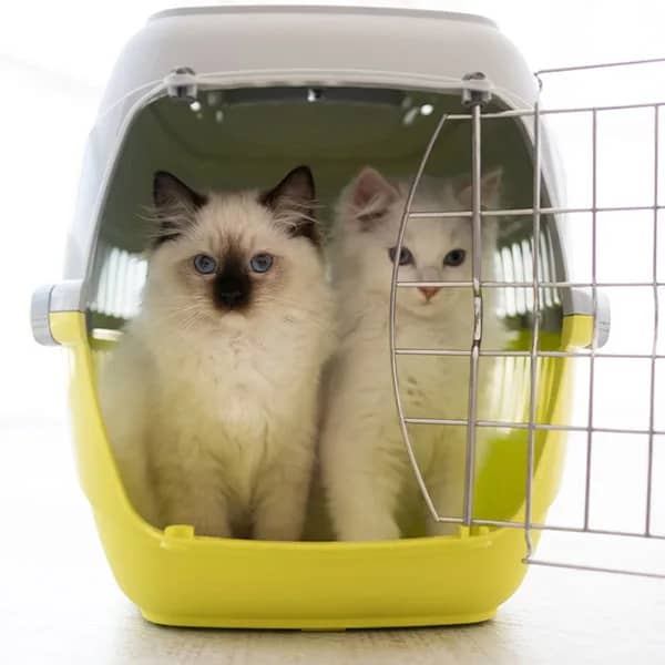 pet relocation Parkview pet center