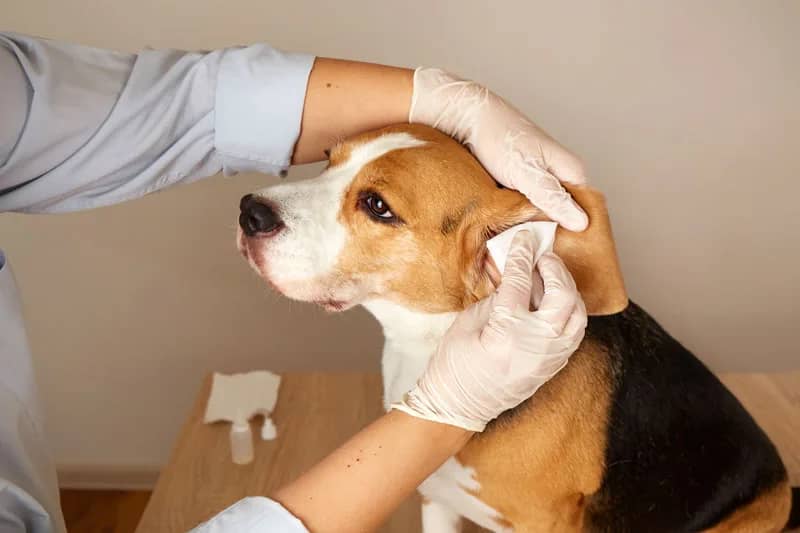 beagle dog got ear infection