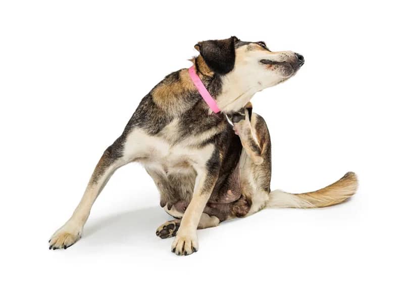 dog scratching itchy neck
