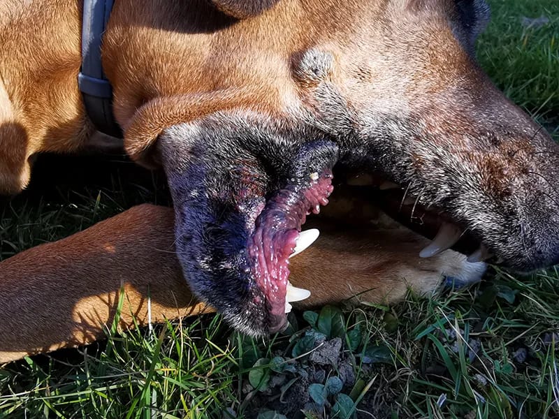 Dog Vomit