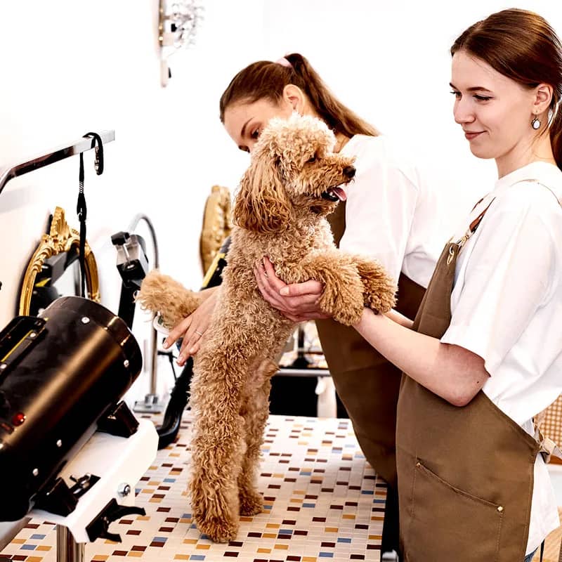 Grooming Pet Parkview pet center